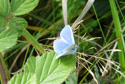 NeuePatSchmetterling